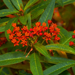 Pack 2 Milkweed Live Plants, Butterfly Milkweed Shrub, Asclepias Tuberosa Plants 4-8 Inches (Deep Red)