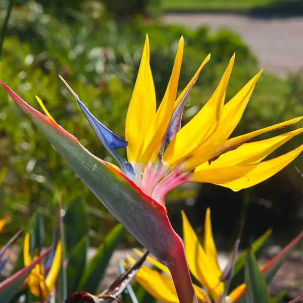 Yellow Bird of Paradise Live Plant, Strelitzia Reginae Plants Tropical Perennial Blooming, 5-9 Inches Houseplant Decor Indoor Outdoor, No Pot