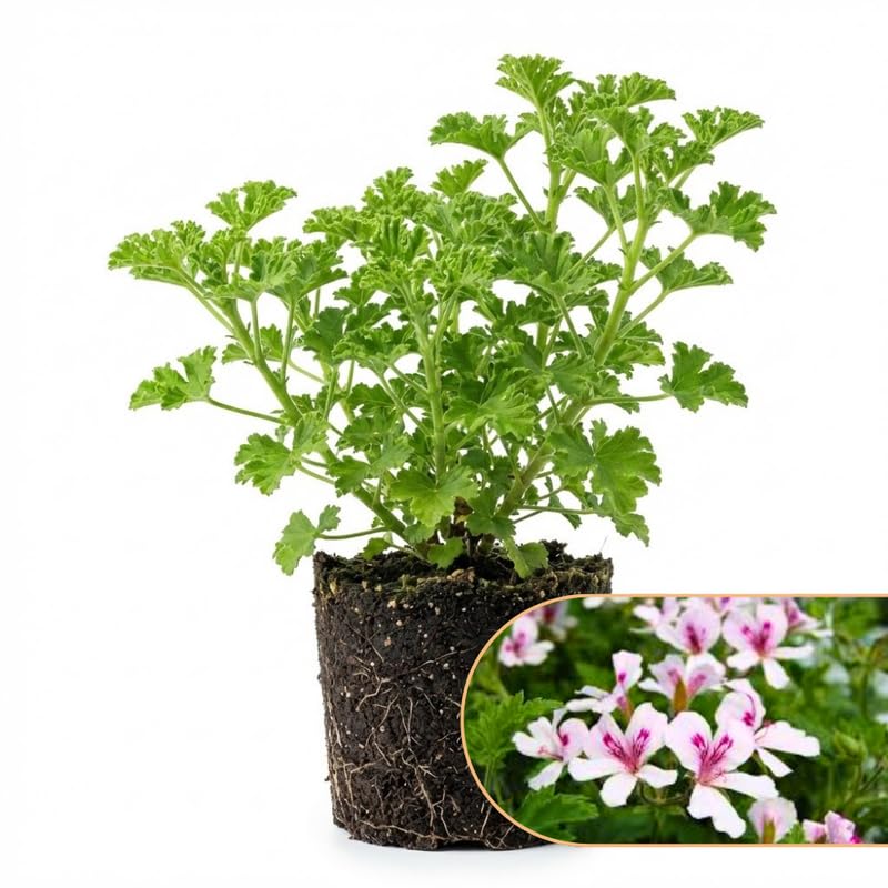 2 Pink Scented Geranium Plants Live 4–7 Inches Tall, Fragrant Flowering Geranium Herb Plant, Indoor Outdoor Container Plant for Garden