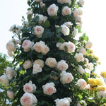 Starter Climbing Roses Live Plants, Rose Bushes Ready to Planting, No Pot, Cut Back, Well Rooted, 6-8 Months Old (White)