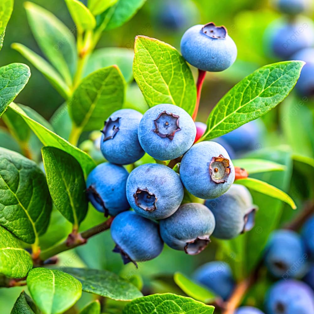 2 Sunshine Blueberry Bush Live Plant, Blueberry Plants Live for Planting 5 to 8 Inch Tall, Sweet Blueberries Fruit Seedlings