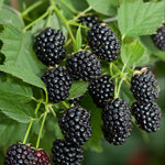 2 BlackBerry Plants Live for Planting, 4 to 8 Inch Height, BlackBerry Bush Live Plant, Sweet Blackberries Fruit Seedlings (Sweet Pie BlackBerry)