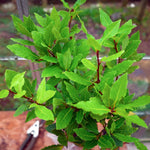 Bay Leaf Laurel Tree Live Plant, Sweet Bay Laurus Nobilis Plant Live, 7 to 9 Inc Tall