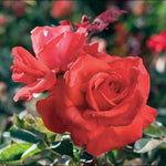 Climbing Roses Live Plants, Rose Bushes Ready to Planting, No Pot, Cut Back, Well Rooted, 6-8 Months Old (Red)