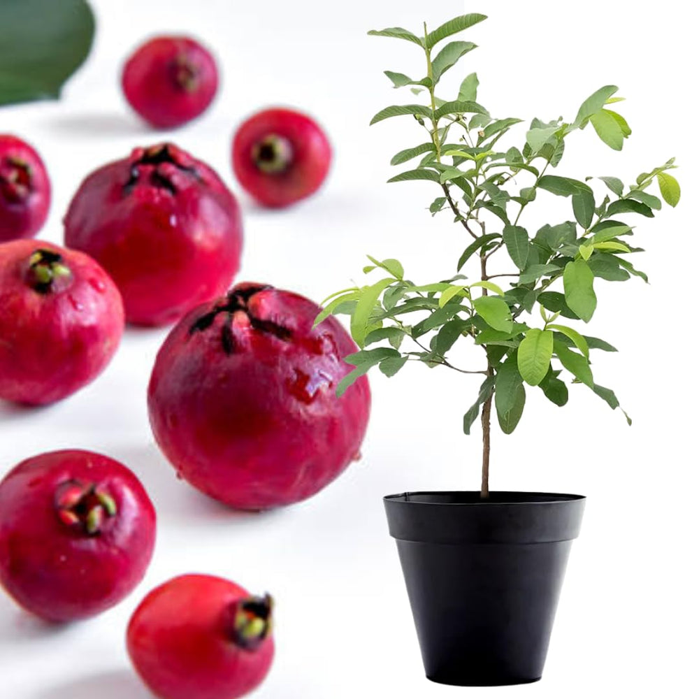 Red Cherry Guava Tree Plant Live, 1 Year Old Tree in Half Gallon Pot, Red Strawberry Guava Fruit 10-16 Inch, Well-Rooted, Ornamental Plants, No CA