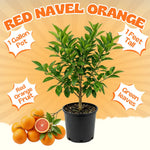 Red Navel Orange Tree Live Plant, Citrus Fruit Plant in 1 Gallon Pot, Sweet Orange Fruit Tree for Indoor Outdoor Gardening