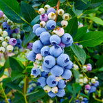 3 Blueberry Bush Live Plant to Grow, Blueberry Plants Live for Planting 5 to 9 Inch Tall, Sweet Blueberries Fruit for Home Garden (Springhigh Blueberry)