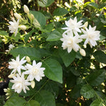 Belle of India Jasmine Plant Live 4-7 Inches Tall, Fragrant Flowering Vine for Garden, Patio Containers and Indoor Growing