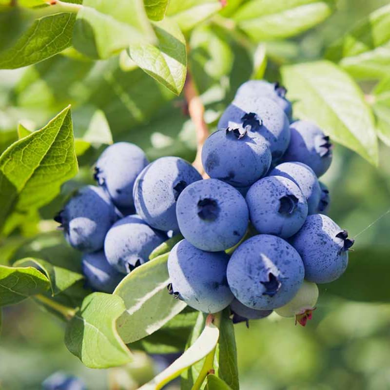 Pack 2 Blueberry Bush Live Plant, Blueberry Plants Live for Planting 5 to 9 Inch Height, Sweet Blueberries Tree Live Plant (Top Hat Blueberry)