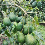 Live Green Avocado Tree Plant in 3 Gallon Pot, Cold Hardy Avocado Tree 2-3 Ft Tall, Ready to Bear Fruits