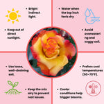 Rose Live Plant, Roses Flower Plant, Fragrant Flower for Planting, 4-6 Inches Tall, Bush Shrub Plants, Well Rooted, Ready to Grow (Orange Rose)