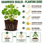 Oxalis Shamrock Plant Live 3-6 Inches Tall, Medium Oxalis Decorative Foliage Plant for Indoor Decor and Shaded Gardens