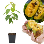 Pawpaw Tree Live Plant 1 Year Old in Quart Pot, Paw Paw Trees Plants Live for Planting, 6-12" Tall Cold Hardy