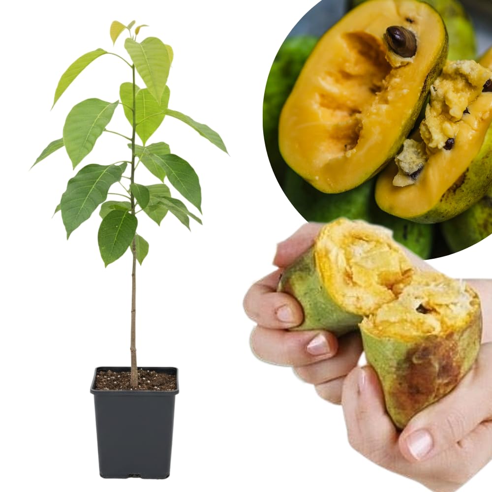 Pawpaw Tree Live Plant 1 Year Old in Quart Pot, Paw Paw Trees Plants Live for Planting, 6-12" Tall Cold Hardy