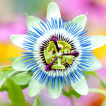 Passion Flower Plant Live, Passiflora Flowering Vine, Trailing Passion Flowers 4 to 8 Inch Tall (Rare Blue)
