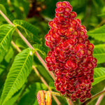 2 Smooth Sumac Trees Live Plants Bare Roots, Dormant 1-2 Feet Tall, Hardy Shrub Fragrant Ground Cover for Landscaping
