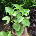 Green Cuban Oregano Live Plant in 4 inch Pot, Herb Oregano Plants Live Potted for Planting