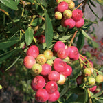 3 Blueberry Bush Live Plant to Grow, Blueberry Plants Live for Planting 5 to 9 Inch Tall, Sweet Blueberries Fruit for Home Garden (Pink Lemonade Blueberry)