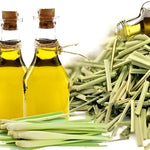 400 Lemon Grass Seeds, Fragrant Herb Lemongrass, Lemongrass Seeds for Outdoor Planting