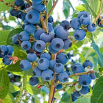 3 Blueberry Bush Live Plant to Grow, Blueberry Plants Live for Planting 5 to 9 Inch Tall, Sweet Blueberries Fruit for Home Garden (Jewel Blueberry)