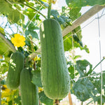Loofah Plant Live, Luffa Plant Live, 4 Inc Pot, 4-6 Inc Tall, Luffa Live Plant for Indoor Outdoor Planting