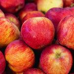 Honey Crisp Apple Tree Plant Live, Sweet Fruit Plant, 6-10 Inch Tall