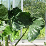Pack 2 Green Leaf Alocasia Live Plant for Planting, Indoor Houseplant Alocasia Plant Live, 5 to 7 Inc Tall, Bare Root, Alocasia Colocasia Taro Plant for Ornamental Plants