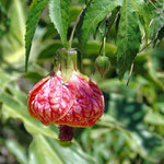 2 Abutilon Plants Live for Planting 4 to 7 Inch Height, Lantern Abutilon Live Plants Bell Shaped Flowers, Abutilon Flowering Live Plants (Pink Abutilon Plants)
