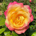 Peace Rose Bush Live Plant, Rose Plant Live for Planting, 5-10 Inch Tall, Fragrant Flowers Well Rooted Starter Plant Indoor Outdoor