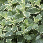 Pinapple Mint Plants Live in 4" Pot - Live Mint Herb Plants, Pineapple Mint Plants for Planting Home Garden Indoor Outdoors, Containers