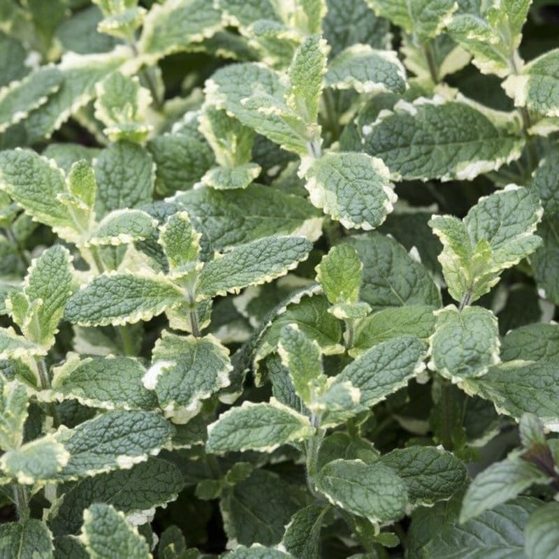 Pinapple Mint Plants Live in 4" Pot - Live Mint Herb Plants, Pineapple Mint Plants for Planting Home Garden Indoor Outdoors, Containers