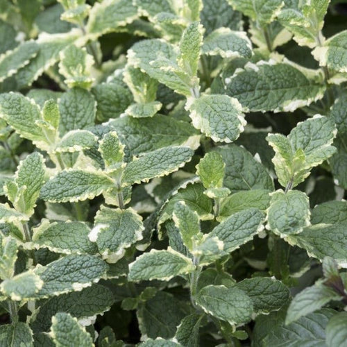 Pinapple Mint Plants Live in 4" Pot - Live Mint Herb Plants, Pineapple Mint Plants for Planting Home Garden Indoor Outdoors, Containers