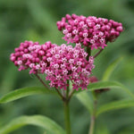 Pack 2 Milkweed Live Plants, Butterfly Milkweed Shrub, Asclepias Tuberosa Plants 4-8 Inches (Pink)