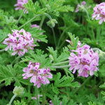 Live Citronella Plant, 4 Inch Pot, Fragrant Herb Leaves, Citronella Plants Live Potted for Growing, Indoor Outdoor Home Garden