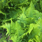 Cinnamon Fern Bare Roots, 20 Fern Plants Live, 3 to 6 Inches in Height, Live Fern Plant, Fern Live Plants Outdoor Indoor, Fern Tree Live Plant for Garden