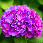 Dormant Hydrangea Live Plant Bush Shrub for Planting, 5 to 9" Hydrangea Tree Plant for Outdoor Planting, Change Color Flower Blooms (Deep Blue Purple to Pink)