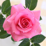 Rose Bush Live Plant, Heirloom Rose Plant Live for Planting, 5-8 Inch Height, Reblooming Shrub (Pink Rose)