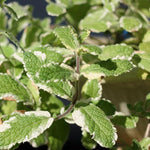 Live Pinapple Mint Plant, Mint Herb Plant, 4 Inch Pot for Planting
