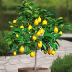Meyer Lemon Tree Live Starter Plant, 2-4" Tall in 4" Pot, Fragrant Yellow Citrus for Indoor or Outdoor Planting
