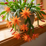 Orange Easter Cactus Plant Live 4-6 Inches, Vibrant Spring Bloomer for Indoor Decor, Patio Pots, Ready to Grow