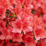 Live Azalea Plant, Hardy Rhododendron Flowering Shrub, 10 Inches Tall for Growing (Red)
