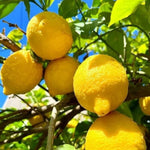 Meyer Lemon Bush Live Plant, Air Layered Lemon Tree, Fragrant Yellow Citrus Tree in 1 Gallon Pot, Suitable for Patio, Container, Indoor or Outdoor Growing