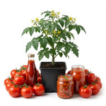 2PPP Large Fruit Tomato Plants Live, Garden Vegetable Plant, 5-8'' Tall