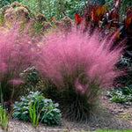 Clump 5-9" Muhly Grass Live Plant for Spring Planting, Ornamental Grass, Perennial Grasses Fast-Growing, Vibrant Color (Vibrant)