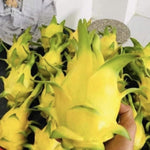 Yellow Dragon Fruit Plant Live, Live Dragon Fruit Plant, Between 4 and 6 Inches Tall, Dragon Fruit Live Plant for Garden, Dragon Fruit Tree Live Plant