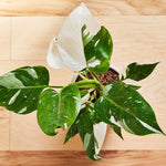 Rare Philodendron Plant Live, 4-9" Tall, No Pot, Philodendron Houseplant (White)