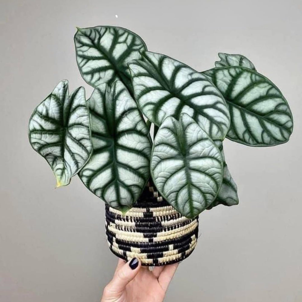 Set 2 Silver Dragon Alocasia Live Plants for Planting, 5 to 7 Inc Tall, Indoor Houseplant Alocasia Plant Live, No Pot, Alocasia Colocasia Taro Plants for House Plants