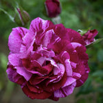 Climbing Roses Live Plants, Well Rooted 5-9" Tall, No Leaf, Ready to Plant Indoor Outdoor, Climber Rose Bush, Hybrid Tea Rose Like, Very Fragrant, Long Bloomer (Purple Striped)
