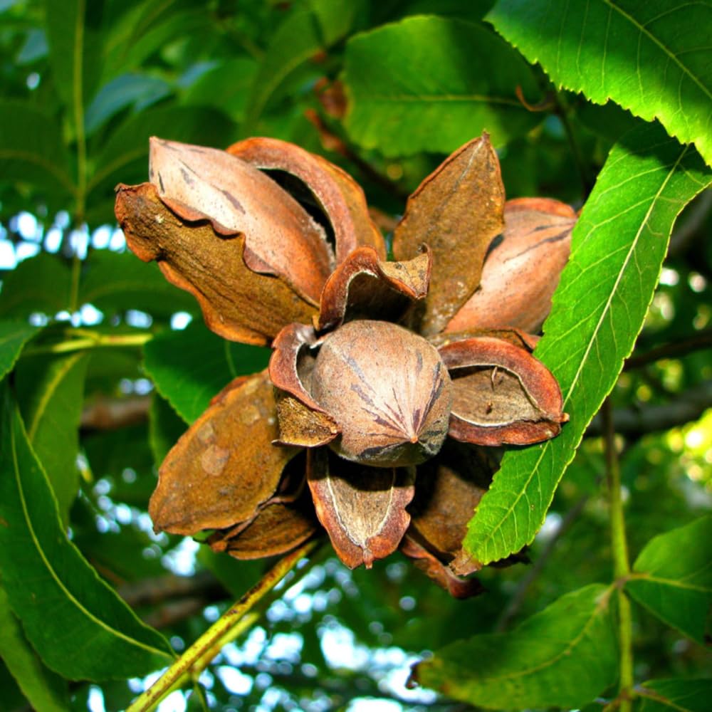 2 Pecan Plants Live, 1-2 Feet Tall Bare Root, Cold-Hardy Nut Trees for Garden and Landscaping, No Leaves, Dormant