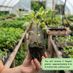 Set 2 Pepper Plants Live for Planting, Pepper Plant, 4-6 Inc Tall, Live Vegetable Plants for Indoor Outdoor Growing (Variegated Chocolate Cherry Peppers)
